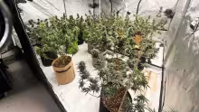 À Pailles : un mini-laboratoire de cannabis découvert dans une maison
