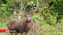 La chasse aux cerfs ouverte 