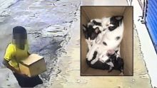 Belle-Rose : il abandonne quatre chatons devant un commerce  