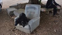 Insolite : un vieux fauteuil sert de «trône» à un chien à Rose-Hill