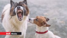 À Rivière-des-Anguilles : trois chiens sèment la peur dans un morcellement