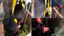 Mapou : sauvetage d'un chien tombé dans un puits