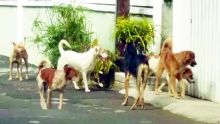 Lutte contre les chiens errants : le puçage électronique des chiens bientôt obligatoire à Maurice