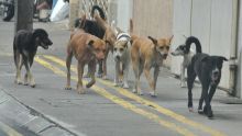 Enregistrement obligatoire des chiens à partir du 1er octobre : amende de Rs 100 000 en cas de non-conformité