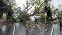 [En images] Fuel, Flacq : attention aux chutes d’arbres !