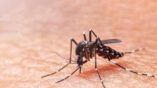 Epidémie de chikungunya: deux premiers décès confirmés à La Réunion