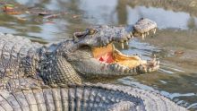 Les restes d'un Australien disparu retrouvés dans deux crocodiles