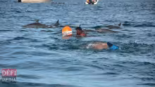 Nage avec les dauphins : des plaisanciers réclament l'intervention urgente du PM 