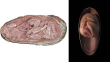 Un embryon de dinosaure parfaitement fossilisé s'apprêtait à éclore comme un oiseau