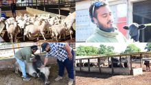 Eid-ul-Adha : des moutons pour un Qurbani authentique 