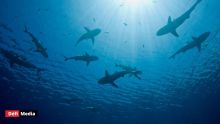 Attaque de requins à Tamarin: la Tourism Authority ouvre une enquête 
