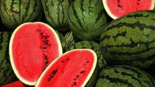 Agriculture : production juteuse de 1 400 tonnes pour le melon d’eau   
