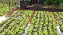 Culture vivrière : les pluies ont affecté plus de 50 % des plantations de légumes