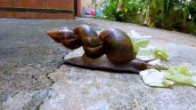 La Source : il découvre un drôle d’escargot dans son jardin