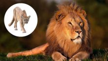 Afrique du Sud : des pumas et des lions contaminés par le Covid 