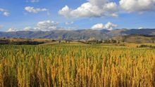 Consommation : la culture du quinoa introduite à Maurice