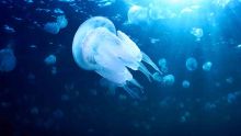 Alerte aux méduses dans l’Est de l’île Maurice