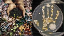 Biotechnologie agricole - Microbes et biofertilisants : une agriculture qui régénère