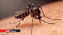 Chikungunya et dengue : les cas en hausse 