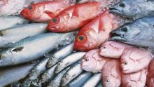Maurice veut exploiter 13 000 à 26 000 tonnes supplémentaires de poisson
