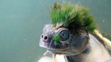 Une tortue australienne punk classée parmi les reptiles menacés