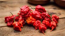 Le piment le plus puissant au monde rétrécit les vaisseaux du cerveau 