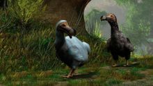 Une colombe de la Nouvelle-Zélande était apparentée au dodo 