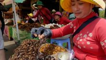 Cambodge : les tarentules victimes de la déforestation et des gastronomes
