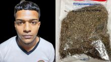 Saisie de 13,4 kg de cannabis à La Gaulette : l’Adsu soupçonne «La Réunion Connection»