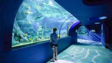 Oceanarium (Odysseo) : la reprise touristique devrait booster les recettes