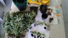 La Gaulette : 19 plants de cannabis et un pistolet saisis, deux suspects arrêtés