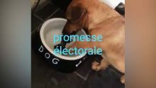 Promesses électorales à gogo : une vidéo fait le buzz