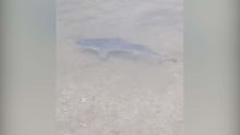 Un requin aperçu au bord de la plage publique de Le Goulet