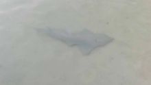 La Cuvette : une famille tombe nez à nez avec un requin au bord de la plage