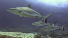 Des requins au nord de Maurice : des images exceptionnelles 