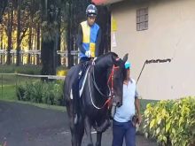 Warm Up: À suivre les chevaux avec un galop dans les jambes.