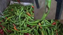 Marché central : les piments sous la menace d'une maladie