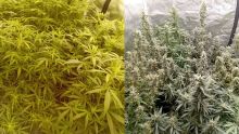 Flacq : une culture de cannabis en intérieur démantelée