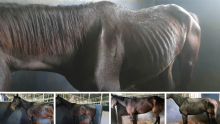 Des images choquantes : maltraitance des chevaux à la retraite