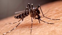 Chikungunya : une hotline disponible pour signaler tout cas suspect
