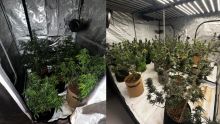 Guibies, Pailles : Rs 2,9 millions de plants de cannabis découverts dans une maison