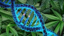 Une vaste étude génétique établit un lien entre la consommation de cannabis et la santé mentale, cognitive et physique