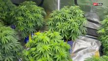 Sainte-Croix : Une culture de cannabis indoor découverte, Rs 890 000 de drogue saisie