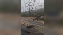 Jamaïque/Ouragan Melissa : images d'arbres déracinés sur une route