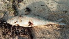 À Butte-à-l’Herbe : des analyses prévues après la découverte de poissons morts