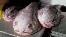 « L’animal le plus laid du monde», le blobfish, devient le poisson de l’année en Nouvelle-Zélande