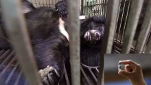 Vietnam: saisie record de 350 bouteilles de bile d'ours