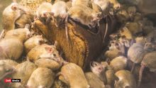 «Au Cœur de l’Info» : Leptospirose : quelle stratégie pour venir à bout des rats ?