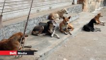 Chiens errants à Maurice : la MSAW intensifie ses actions sur le terrain