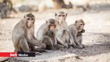 Affaire des macaques saisis : Hammerhead International Ltd ne lâche pas prise